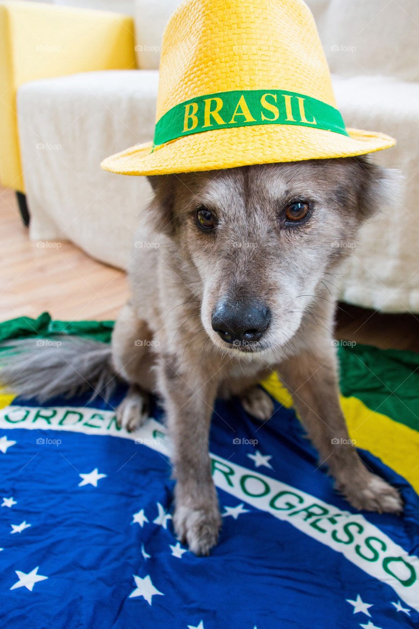 Brazil fever 