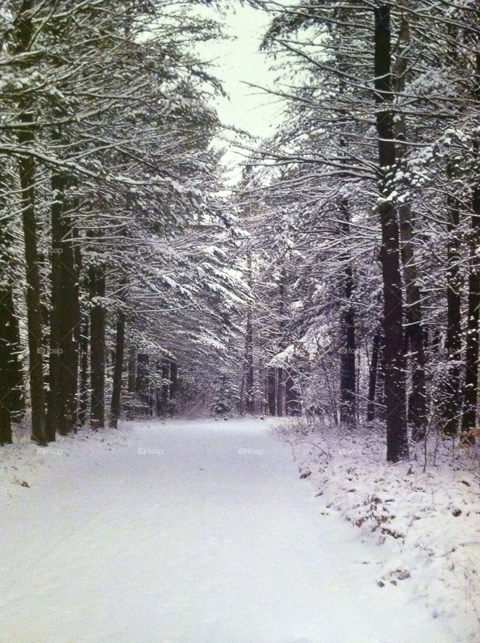 Pure Michigan winter