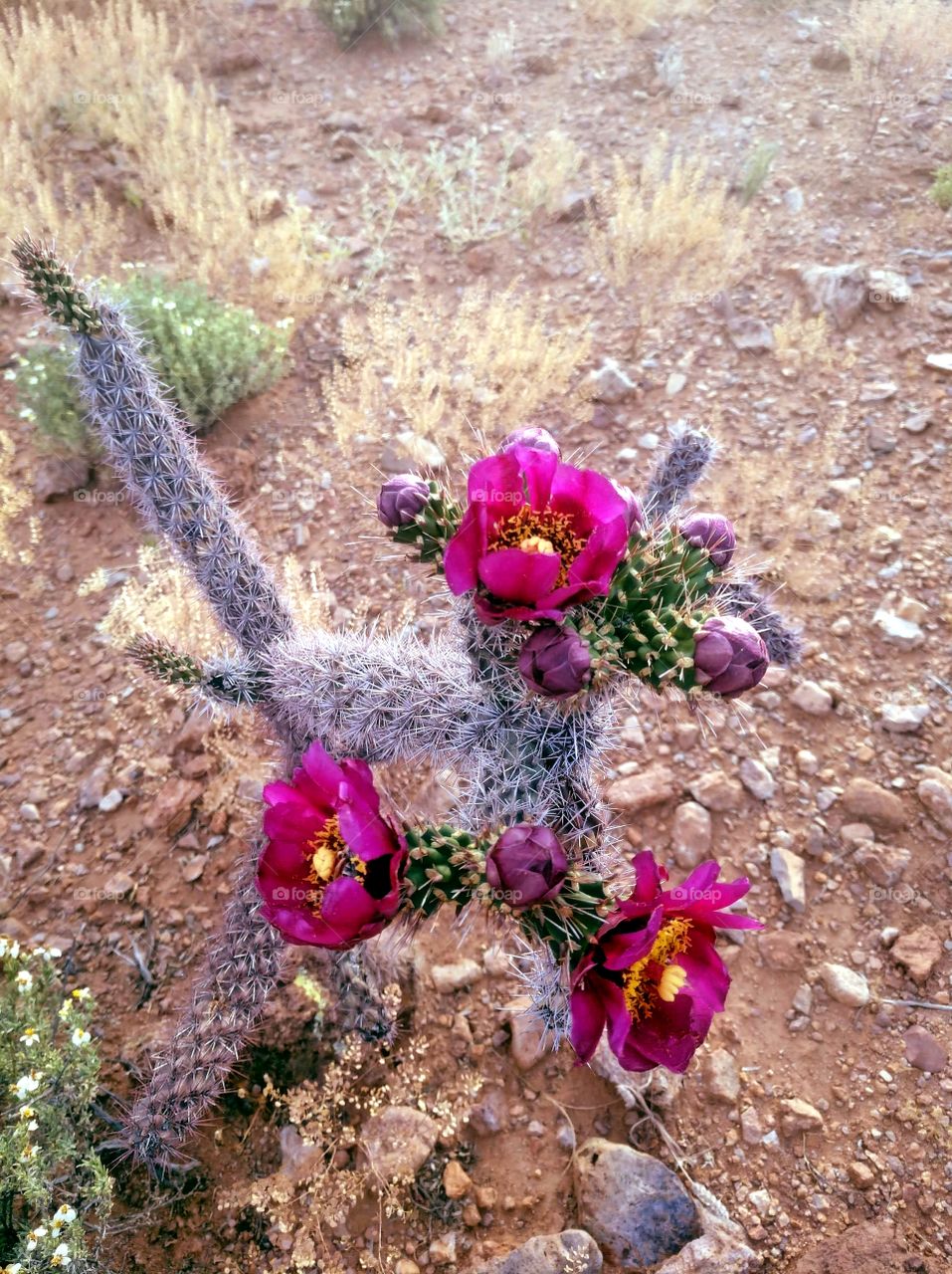 Cactus with 3 pink flowers