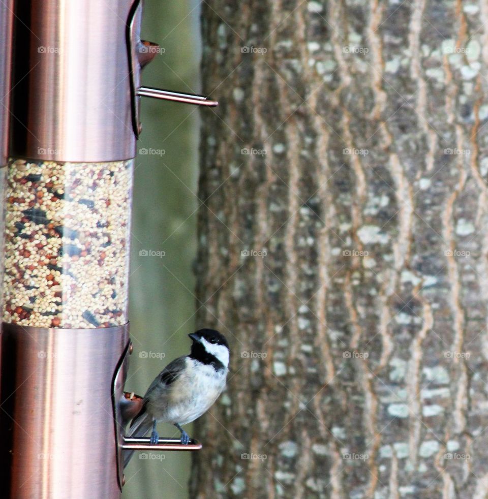 bird at bird feeder.