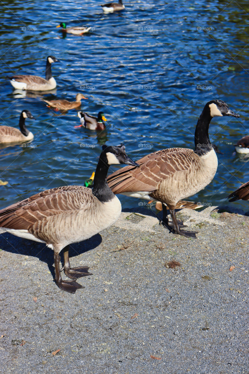 Closeup of two geese at lake. 