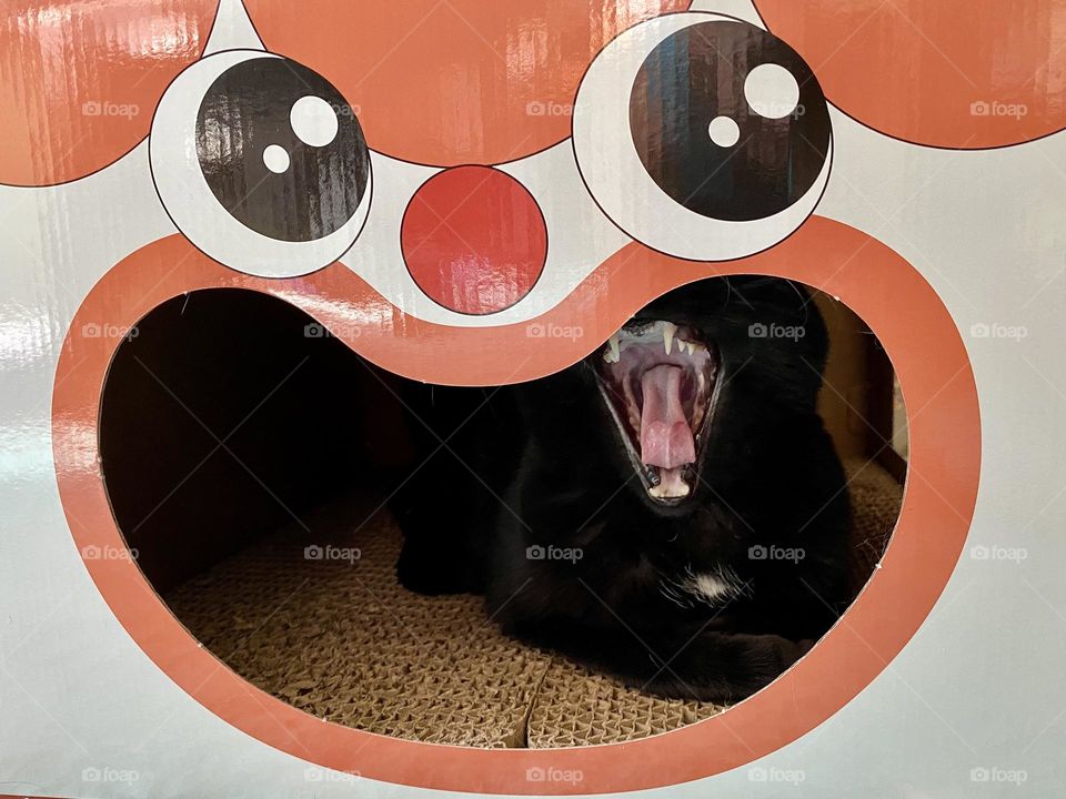 A black cat sitting in a Halloween cardboard cat scratcher and yawning