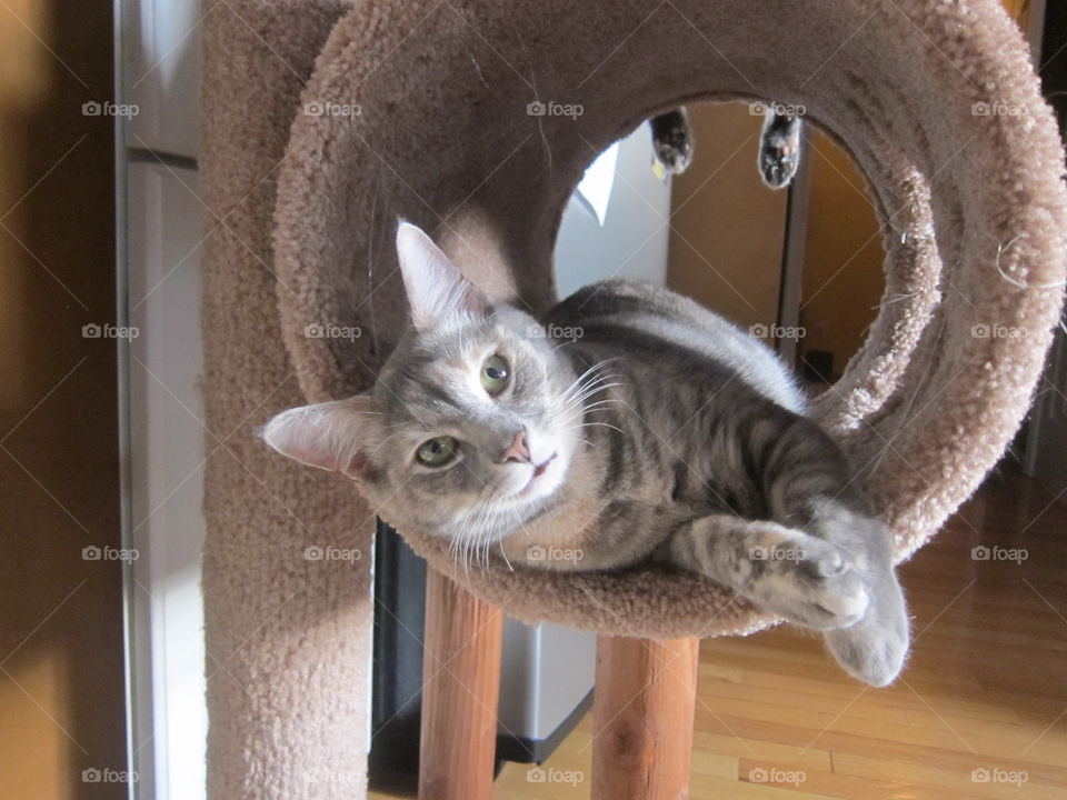 Two beautiful young female cats are playing together on their new little cat tree. The cat above the more noticeable one has her little paws hanging down. They are both sisters named Kandy & Sandy and are very sweet.