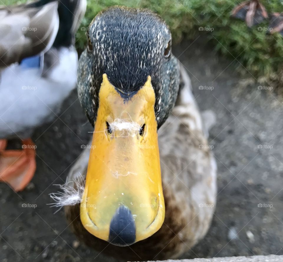 Duck