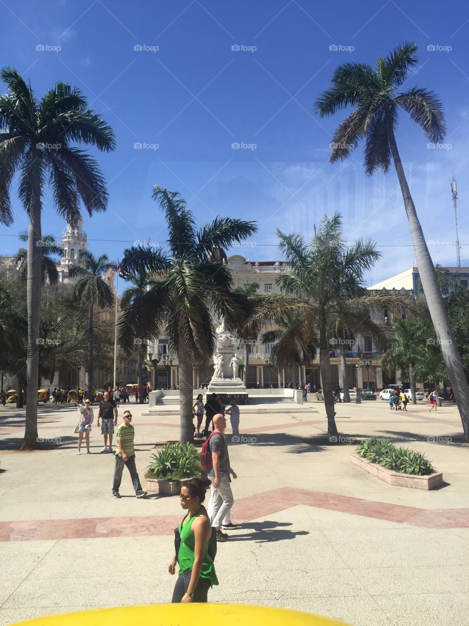 Palm trees in Havana, Cuba.