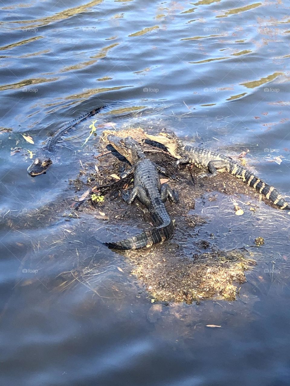 Baby gators