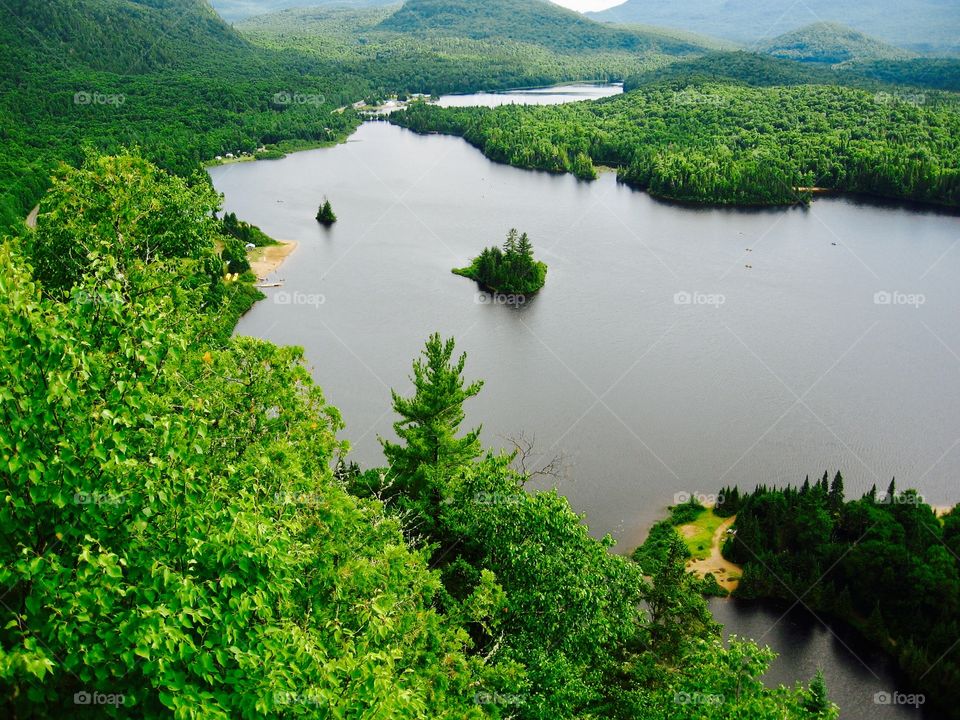 High angle view of forest