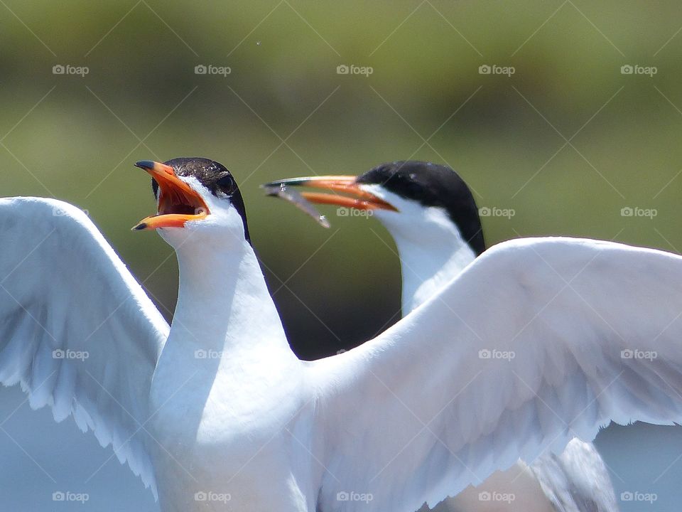Forster's tern couple