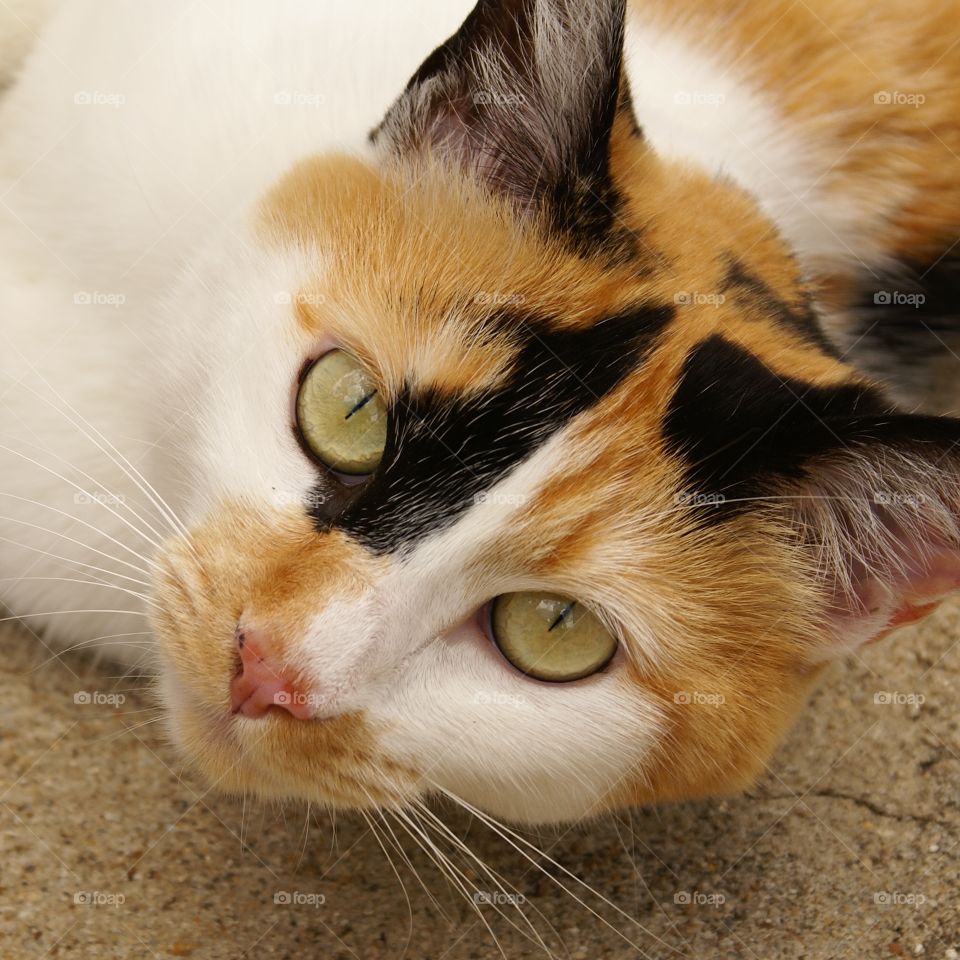 Calico tricolor cat deep look with yellow eyes