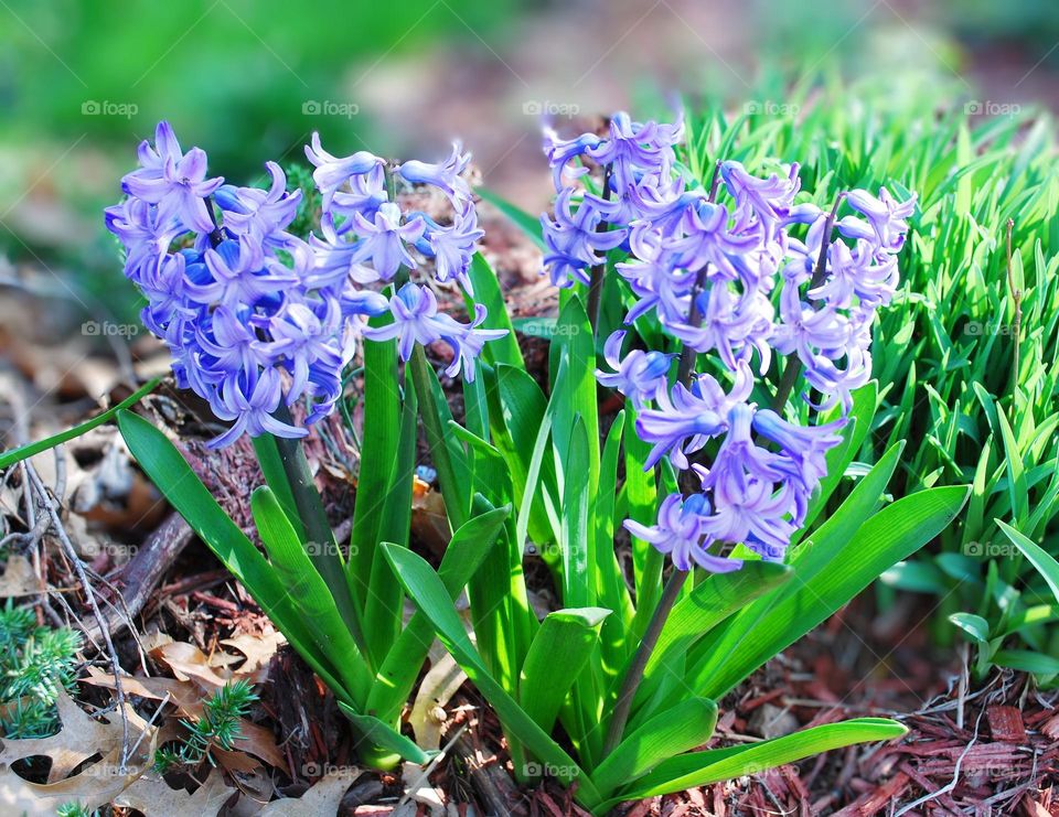 hyacinths flowers