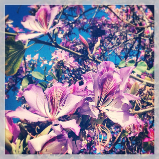 FLOWERS