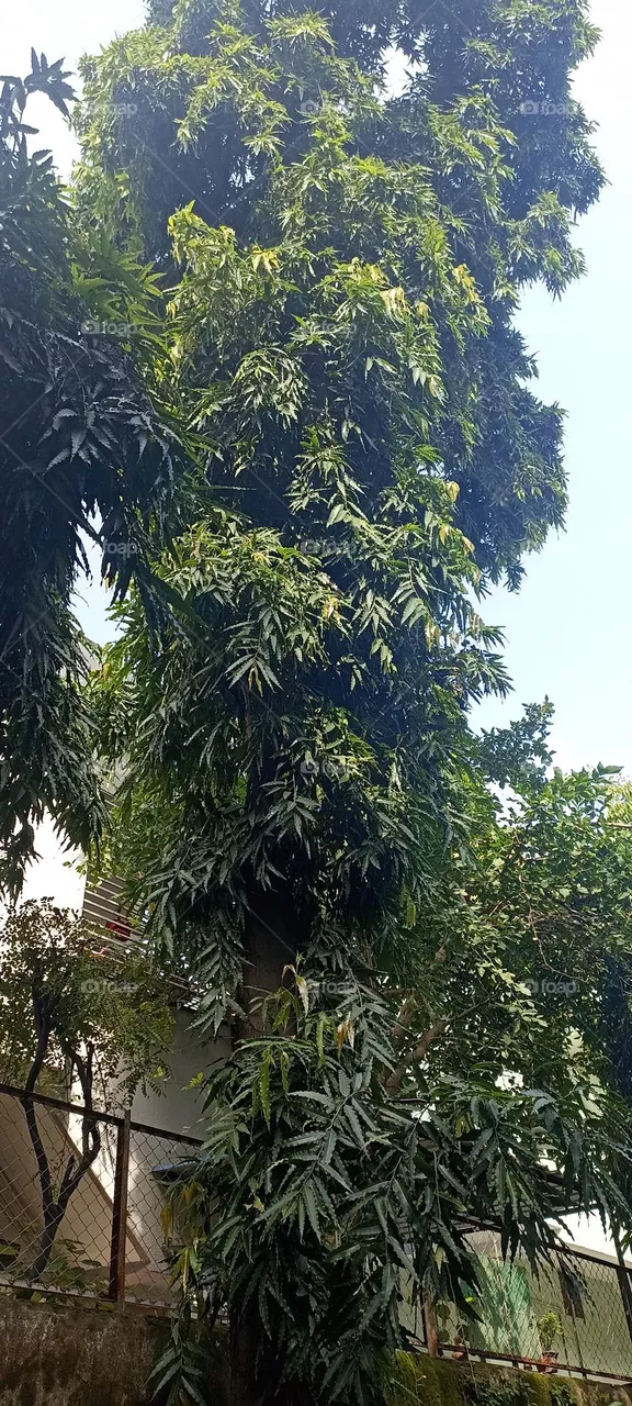 Asoke india tree