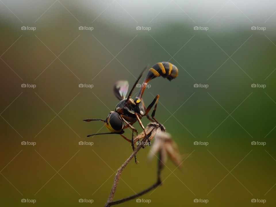 scorpion wasp