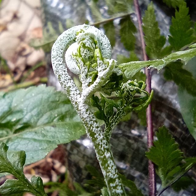 fern