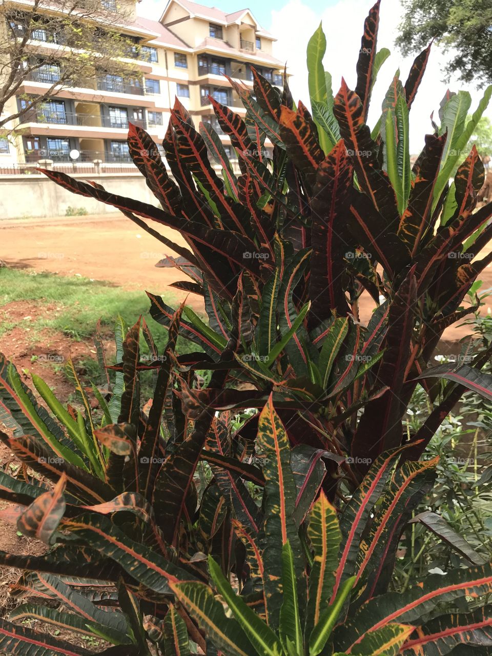 Best flowers which provides beauty in our environment.it’s a best place for nature walk and photography.photo taken by me and my friends