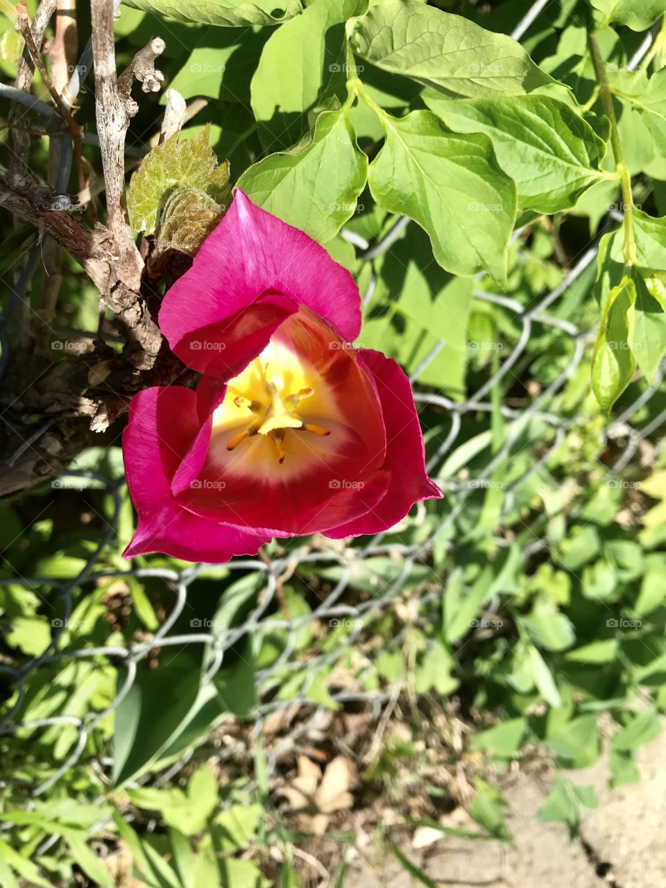 Gorgeous pink flower sticking out of fenced in area with green bushes also popping through. 