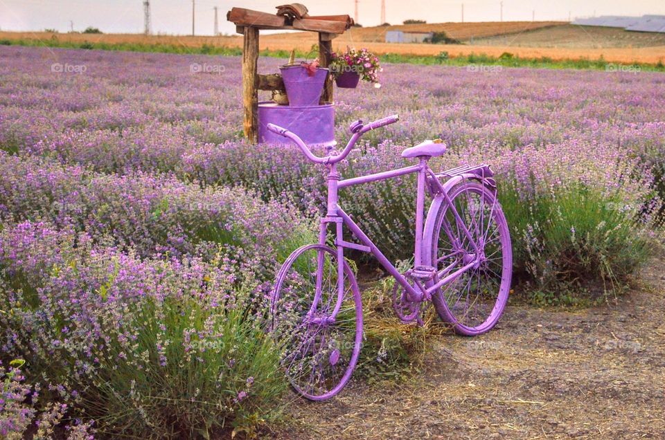 With a scent of lavender, Bulgaria, Chirpan