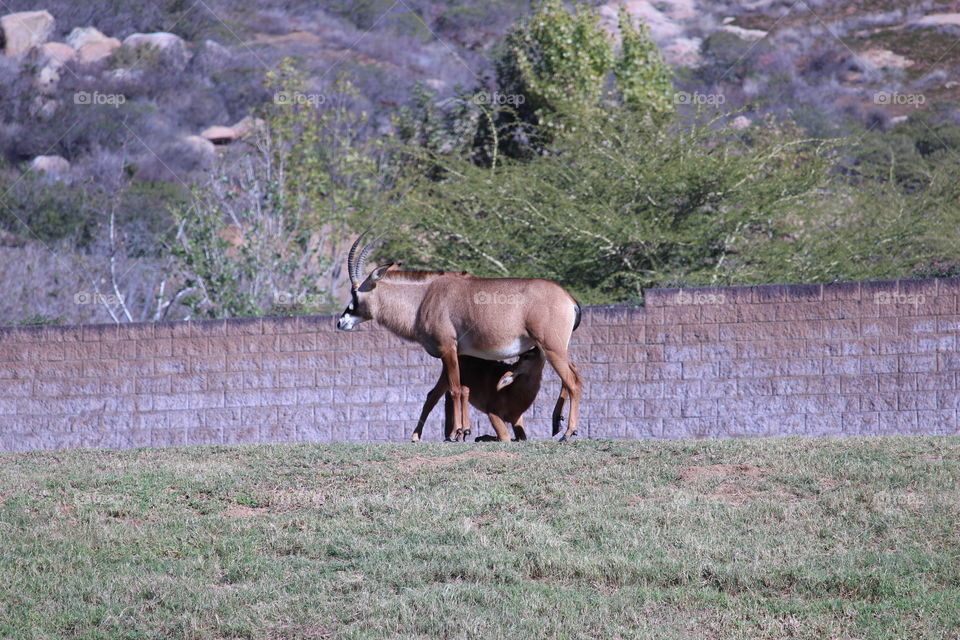 Onyx antilope mother with child