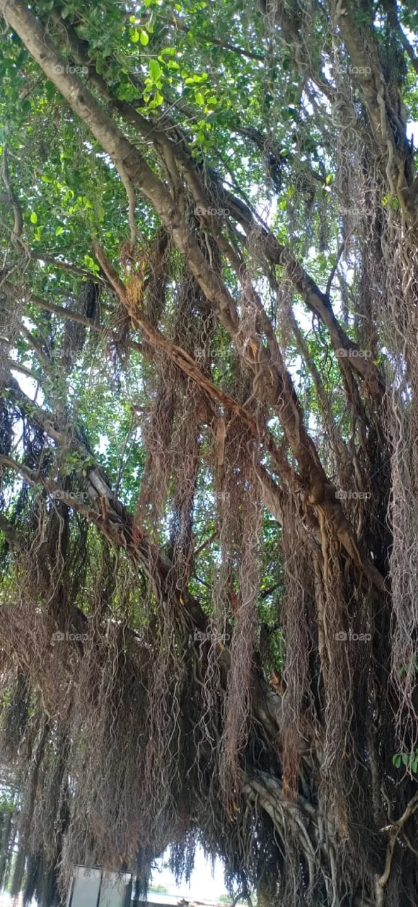 Banyan trees