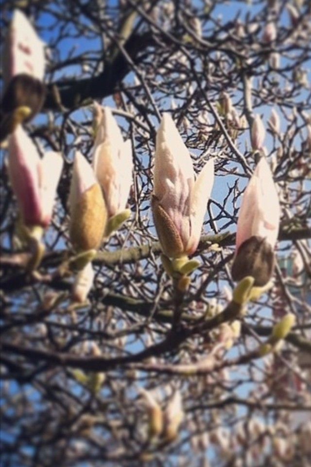 Magnolia