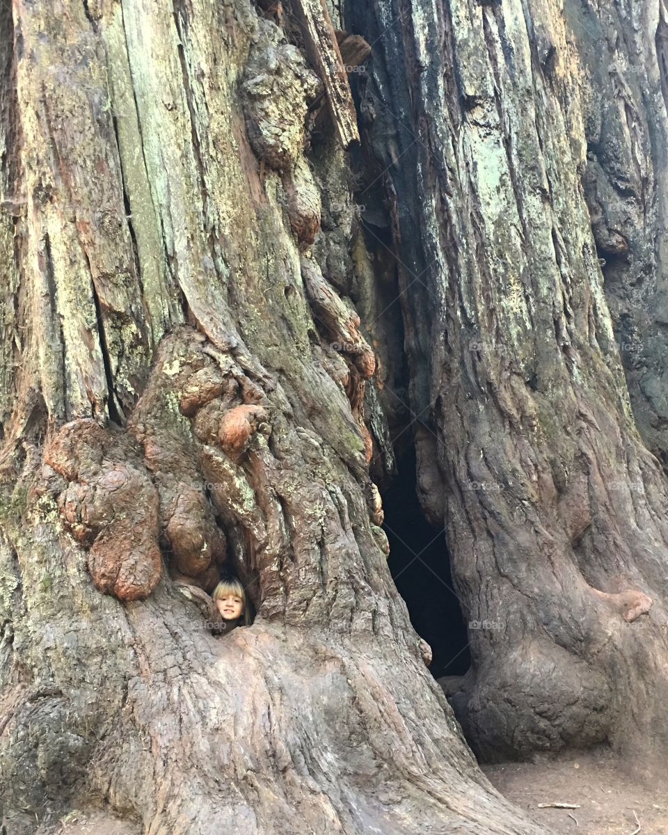 Girl looking through tree trunk