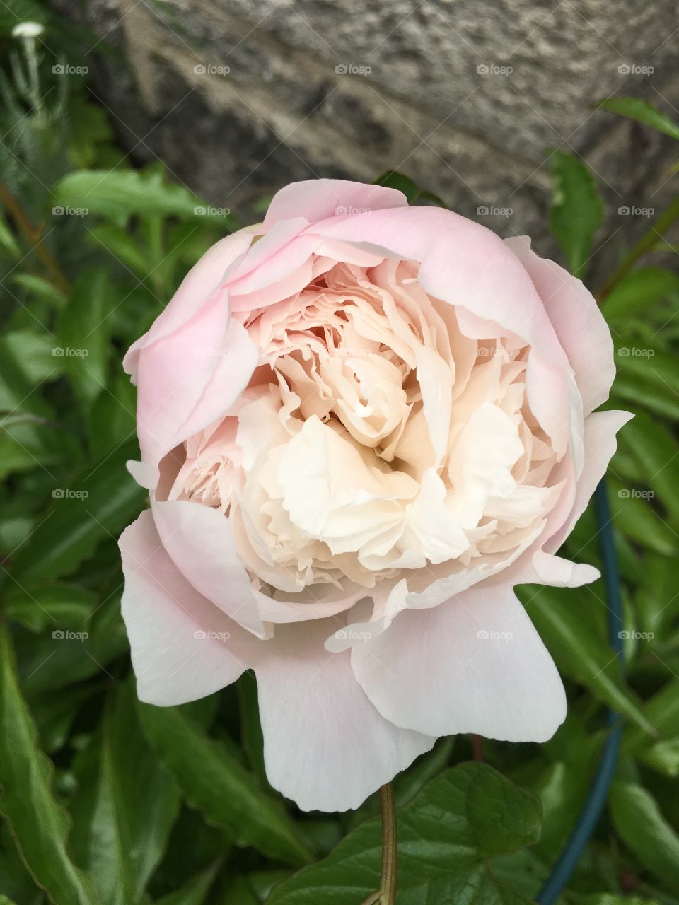 Peony blossom about to bloom 