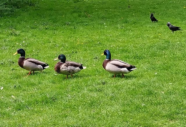 birds