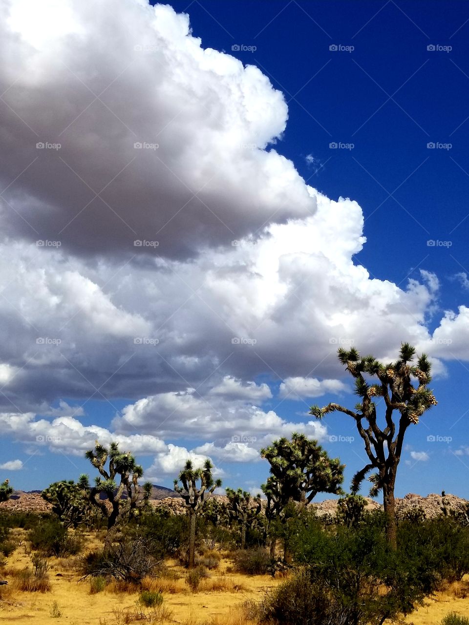 Joshua Trees against cloudy backdrop