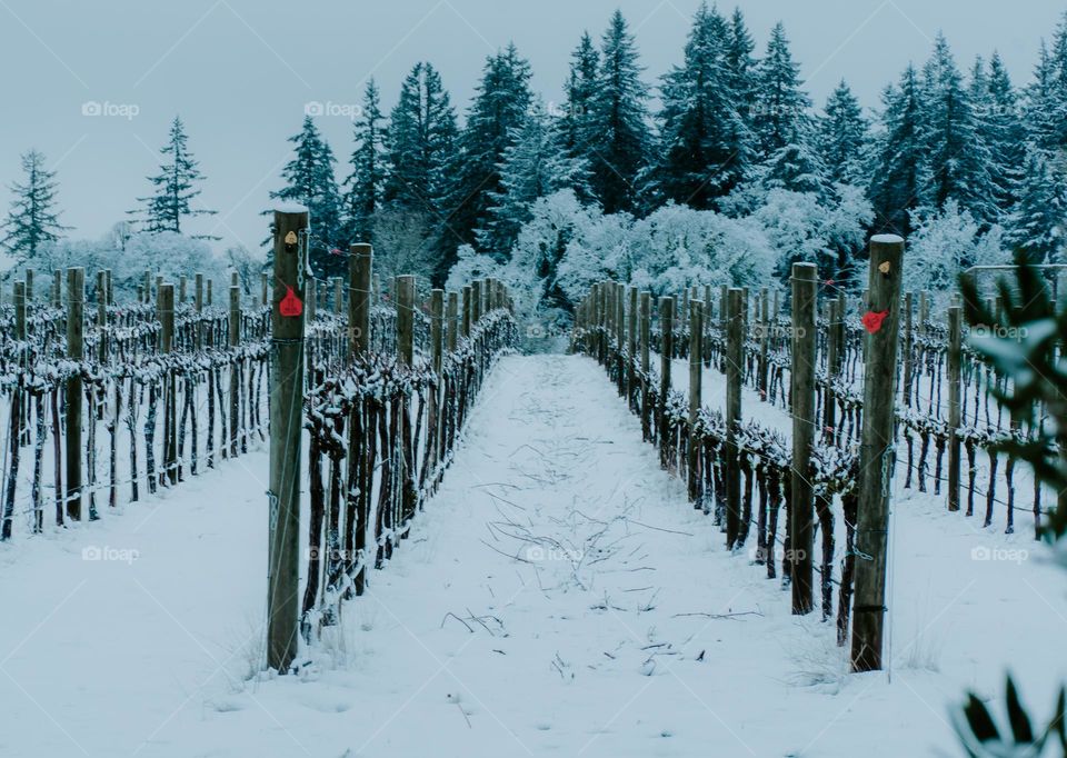 Snow covered vineyard 