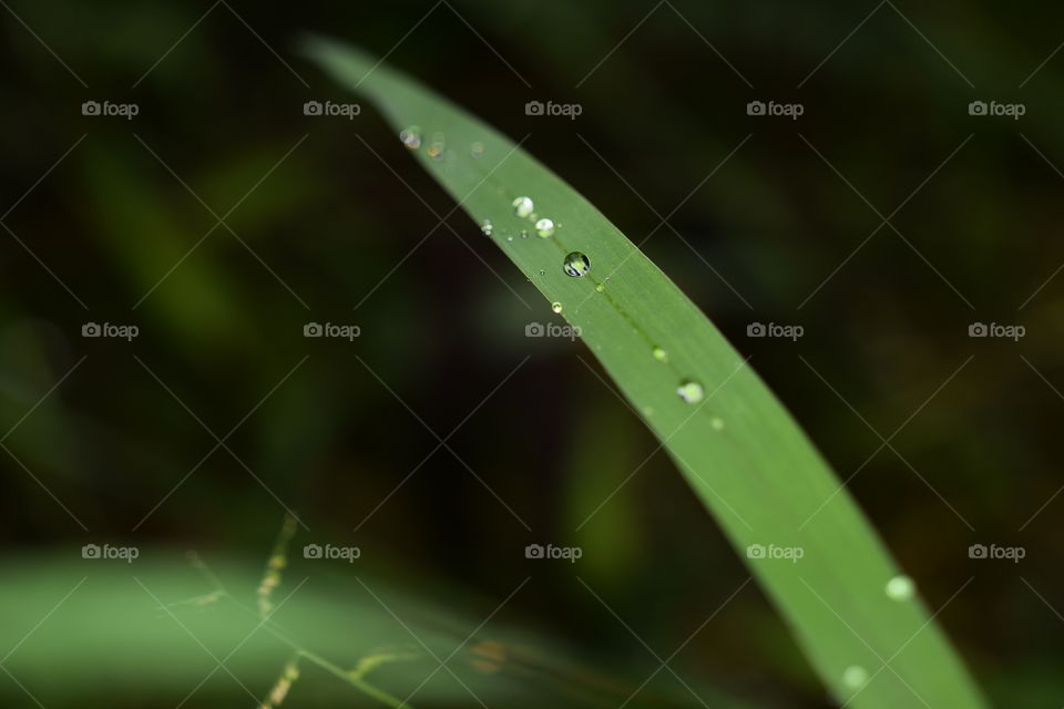 Drops on the grass