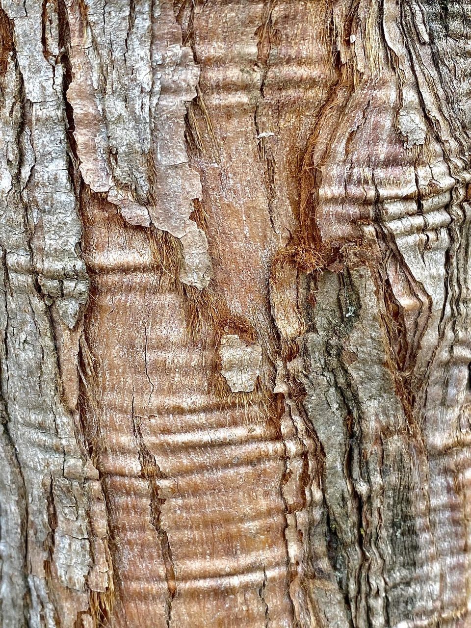 Close up of tree bark