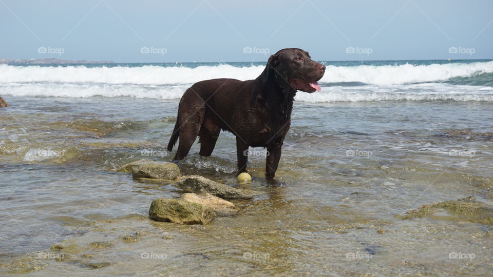 Labrador#canine#dog#animal#beach#sea#nature#pose#relax