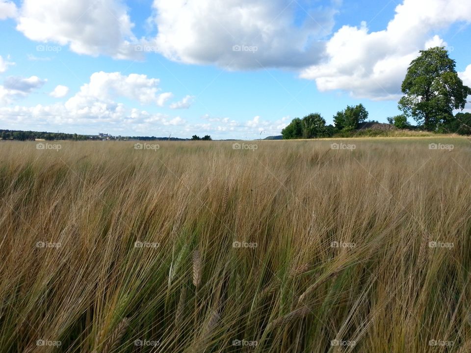 Field of Barley
