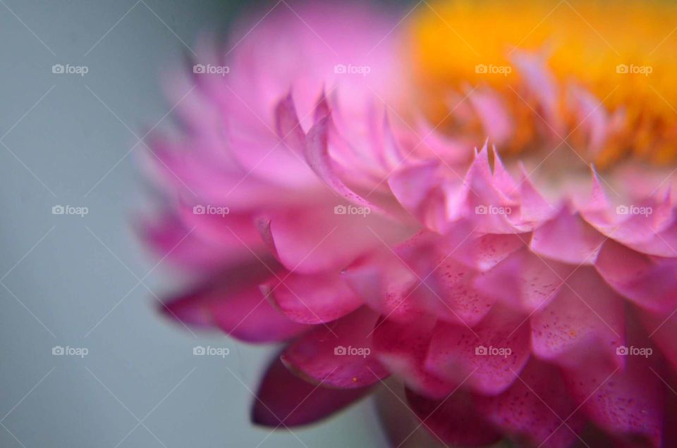 Macro pink cone flower