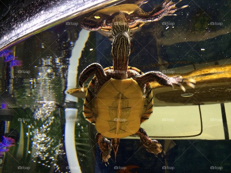 Turtle reflection