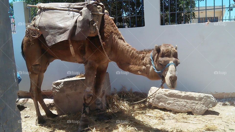 Beautiful brown camel