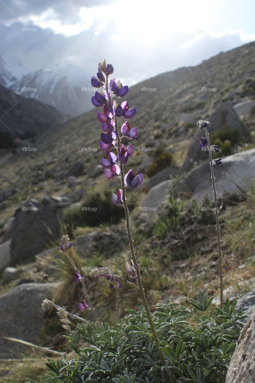 Lupine above a road in the Eastern Sierra of California
