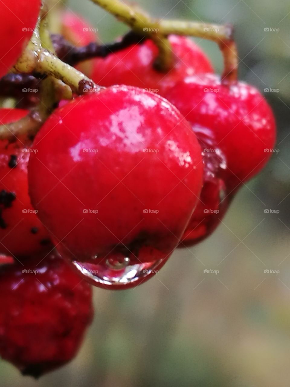 wet berries