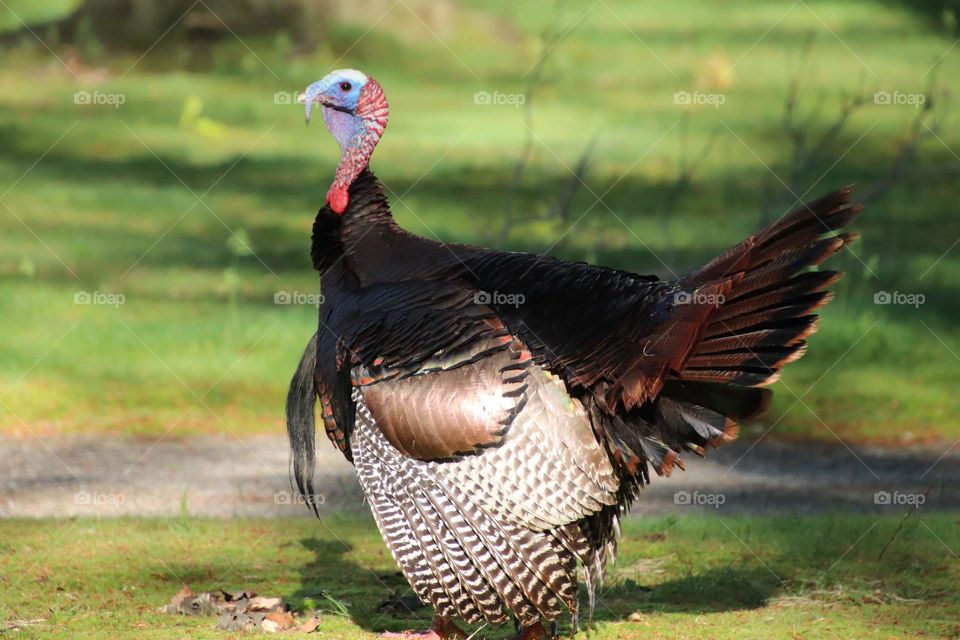 Wild turkey in northern Ohio, USA