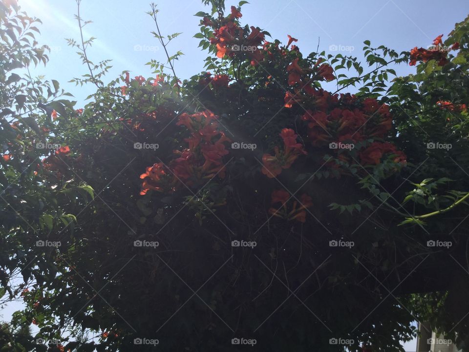 Trumpet Vines in the Spring 