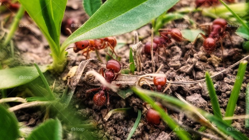 Ants at Work