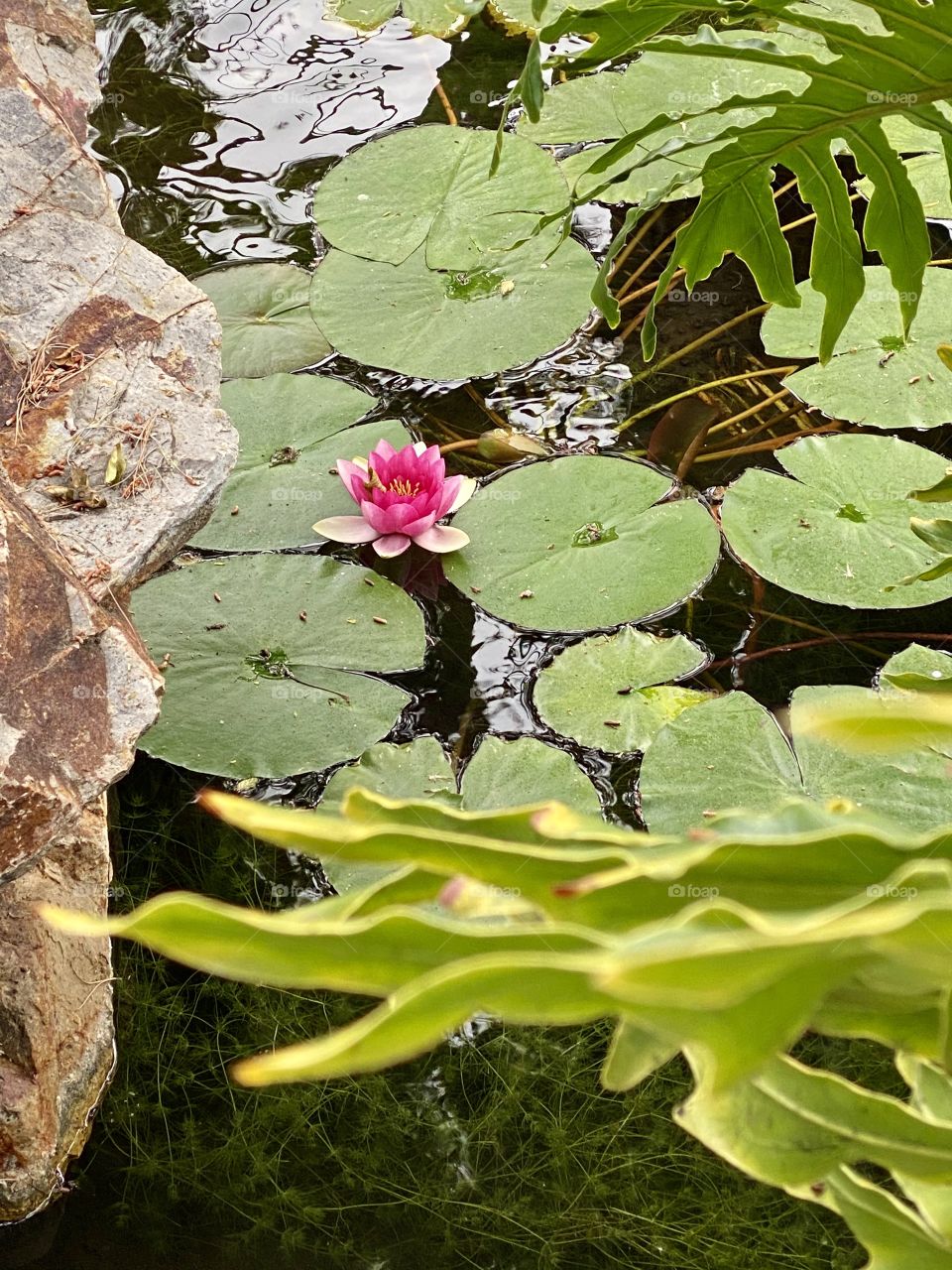 Foap Mission “Seeing In Circles”! Seeing Circles In Nature, Lily Pads With Brigitte Pink Flower!