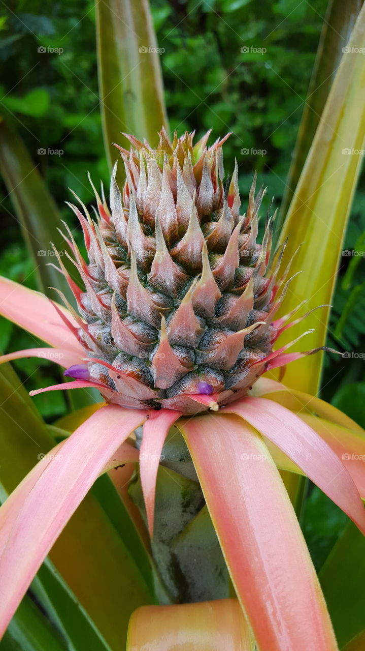 pineapple. pineapple growing in my garden