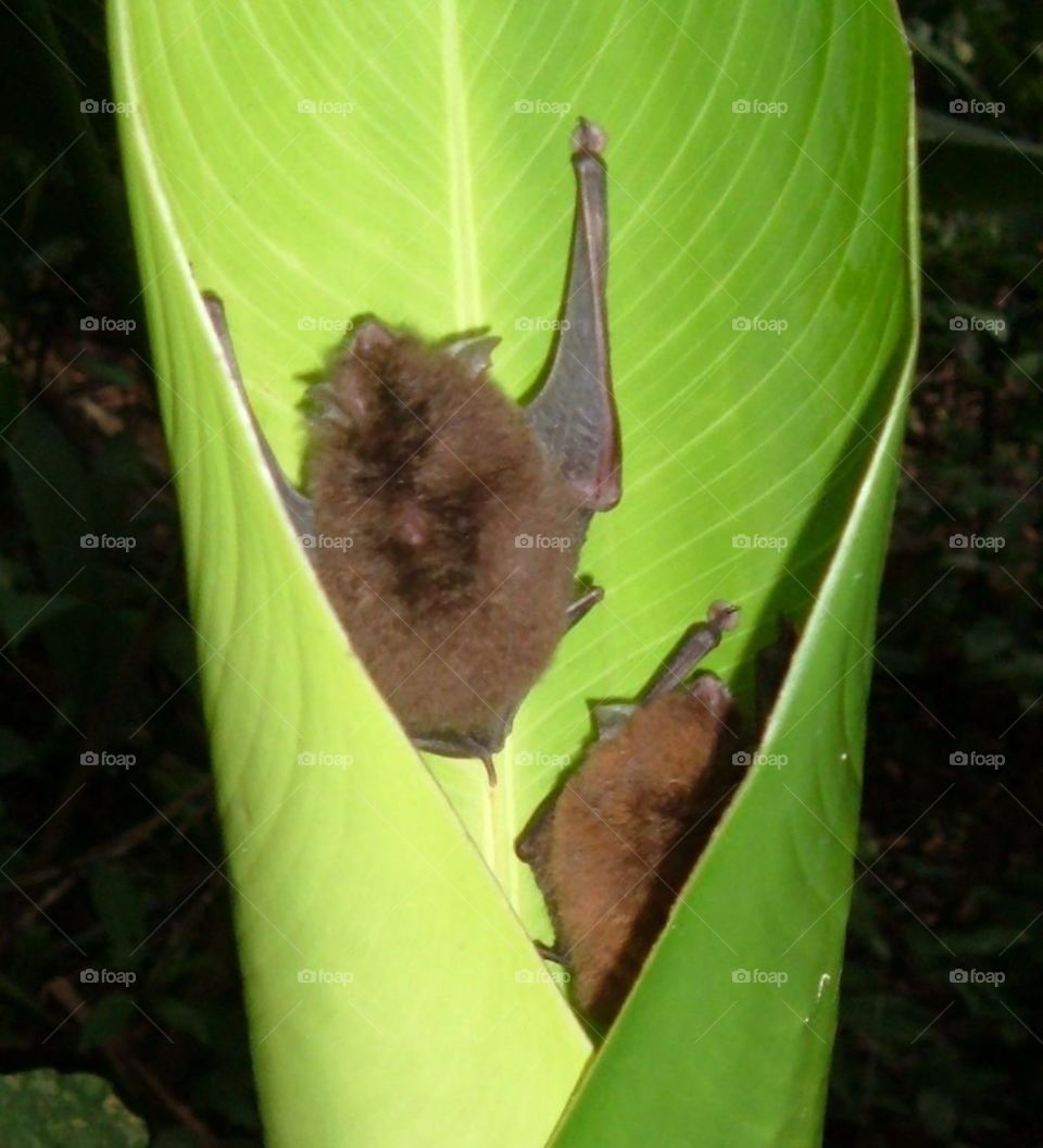 bats in bannana leaf