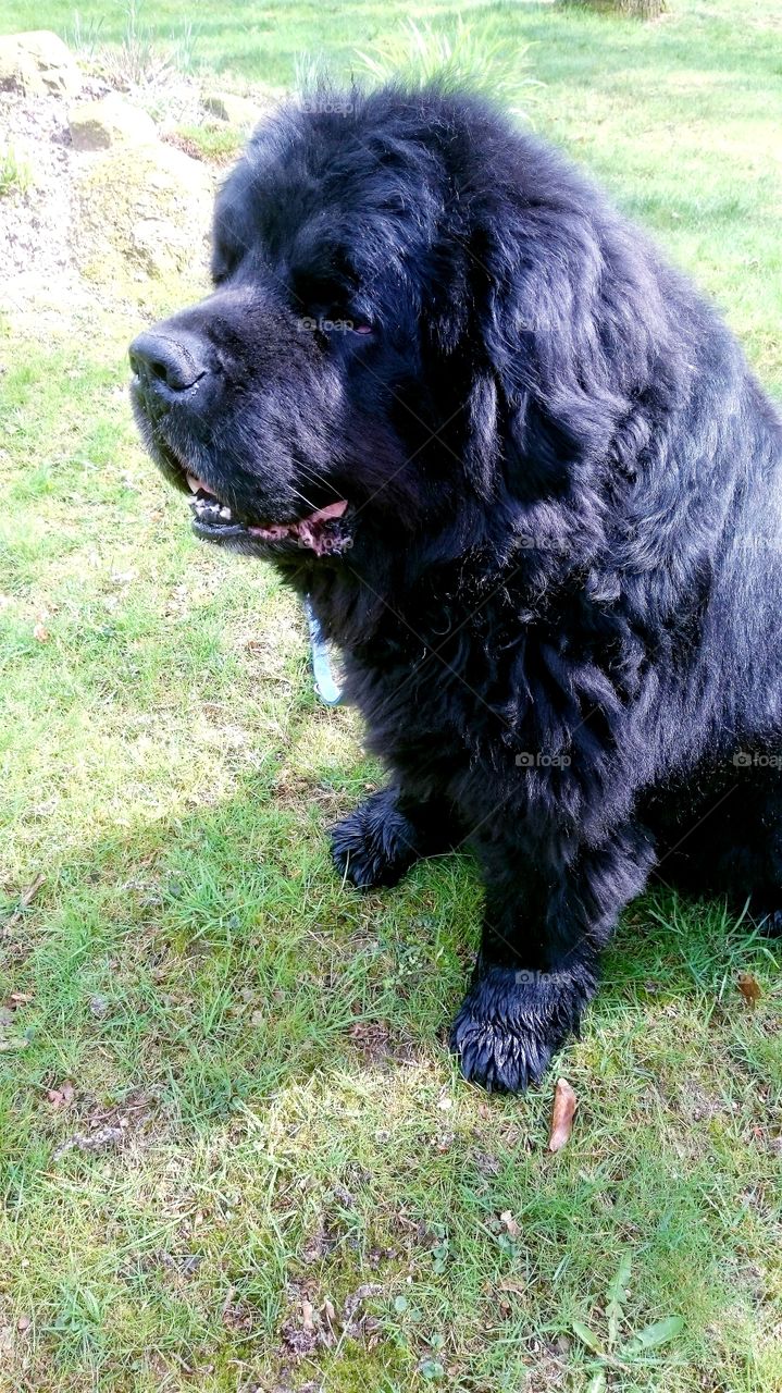 Newfoundland dog