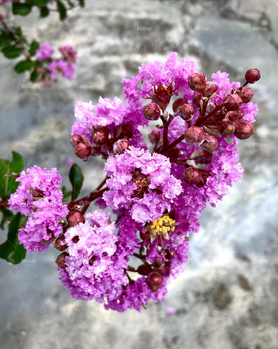 🌹 🇺🇸 Very beautiful flowers to brighten our day.  Live nature and its beauty. Did you like the delicate petals? / 🇧🇷 Flores muito bonitas para alegrar nosso dia. Viva a natureza e sua beleza. Gostaram das pétalas delicadas? 