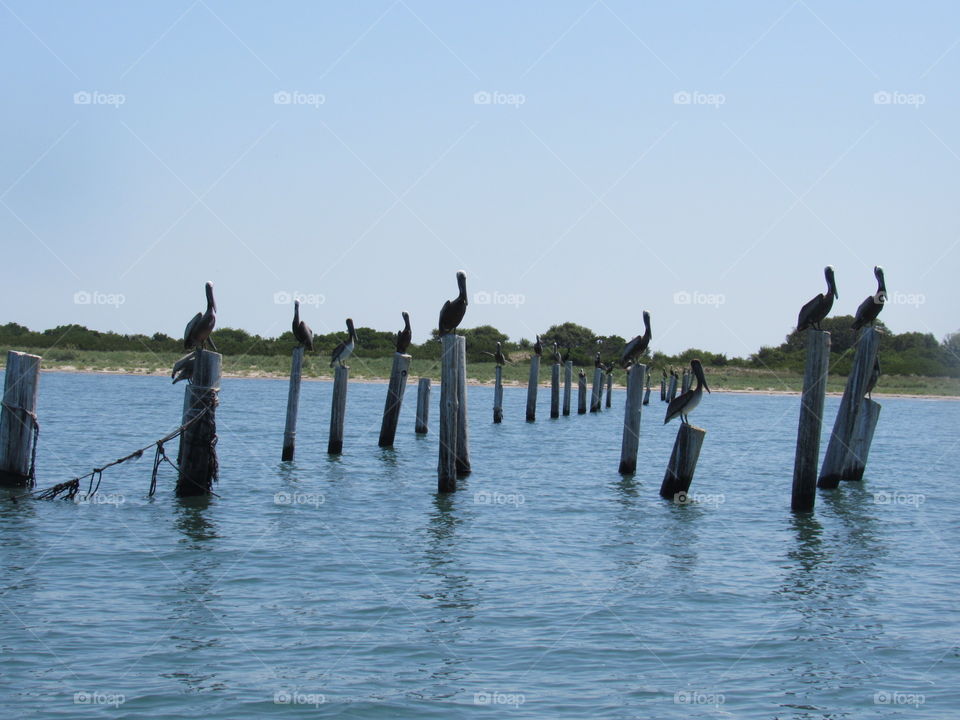 Pelicans perched on poles 