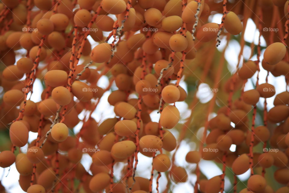 Orange fruit