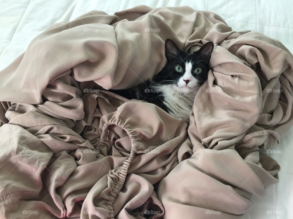 Cat in the sheets