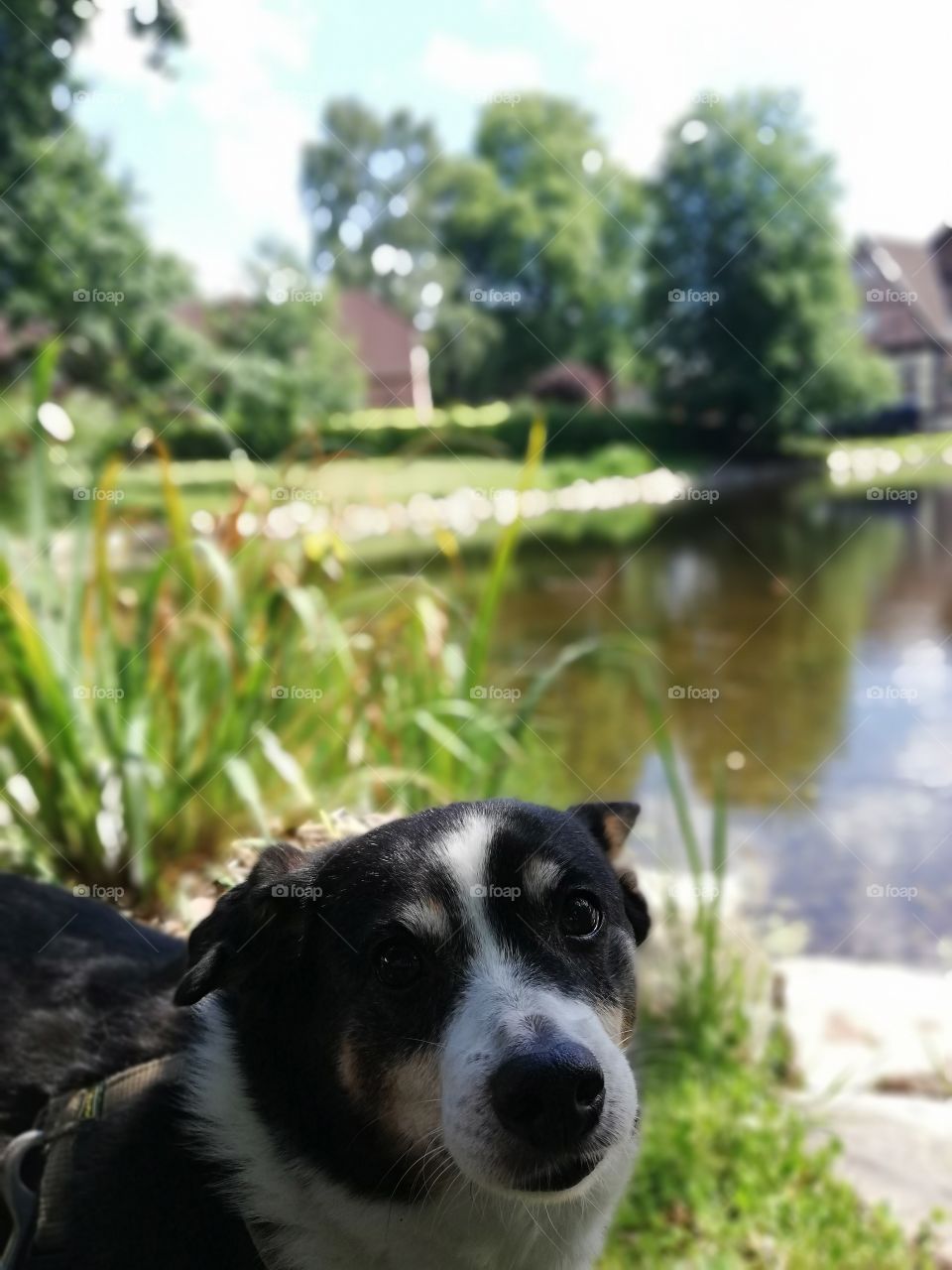 Small dog near a lake